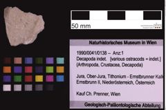 Foto (Objekt + Etiketten) von Decapoda indet. (NHMW-GEO-1990-0041-0138)